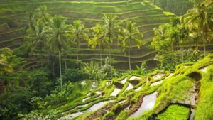 tegalalang-rice-terrace1-1600x900