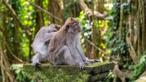 monkey forest 1600x900 (1)