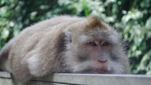 monkey forest 1600x900 (2)